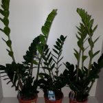 Замиокулькас: как ухаживать за долларовым деревом в домашних условиях