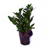 Замиокулькас: как ухаживать за долларовым деревом в домашних условиях