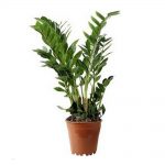 Замиокулькас: как ухаживать за долларовым деревом в домашних условиях