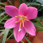 Зефирантес: уход в домашних условиях и открытом грунте