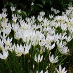 Зефирантес: уход в домашних условиях и открытом грунте