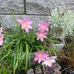 Зефирантес: уход в домашних условиях и открытом грунте