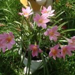 Зефирантес: уход в домашних условиях и открытом грунте