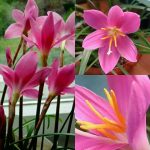 Зефирантес: уход в домашних условиях и открытом грунте