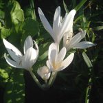 Зефирантес: уход в домашних условиях и открытом грунте