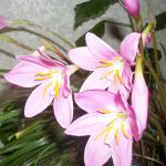 Зефирантес: уход в домашних условиях и открытом грунте