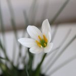 Зефирантес: уход в домашних условиях и открытом грунте