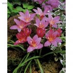 Зефирантес: уход в домашних условиях и открытом грунте