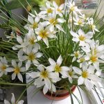 Зефирантес: уход в домашних условиях и открытом грунте