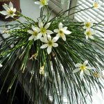 Зефирантес: уход в домашних условиях и открытом грунте