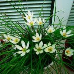 Зефирантес: уход в домашних условиях и открытом грунте