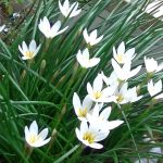 Зефирантес: уход в домашних условиях и открытом грунте