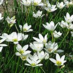 Зефирантес: уход в домашних условиях и открытом грунте