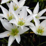 Зефирантес: уход в домашних условиях и открытом грунте