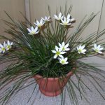 Зефирантес: уход в домашних условиях и открытом грунте