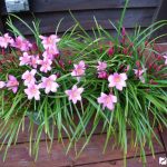 Зефирантес: уход в домашних условиях и открытом грунте