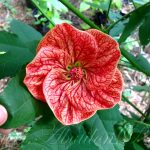 Технология выращивания абутилона из семян в домашних условиях