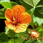 Технология выращивания абутилона из семян в домашних условиях