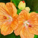 Технология выращивания абутилона из семян в домашних условиях