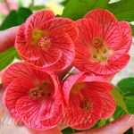 Технология выращивания абутилона из семян в домашних условиях