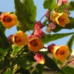 Технология выращивания абутилона из семян в домашних условиях