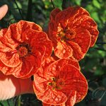 Технология выращивания абутилона из семян в домашних условиях