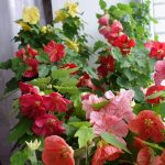 Технология выращивания абутилона из семян в домашних условиях