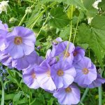 Технология выращивания абутилона из семян в домашних условиях