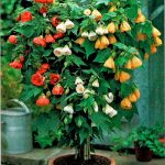 Технология выращивания абутилона из семян в домашних условиях