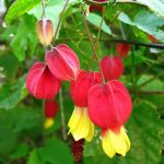 Технология выращивания абутилона из семян в домашних условиях