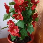 Технология выращивания абутилона из семян в домашних условиях