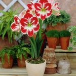 Яркий и ароматный амариллис: выбор сорта и особенности ухода