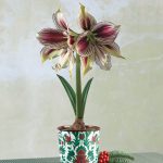 Яркий и ароматный амариллис: выбор сорта и особенности ухода