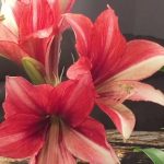 Яркий и ароматный амариллис: выбор сорта и особенности ухода