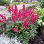 Цветущее разнообразие астильбы