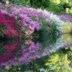 Цветущее разнообразие астильбы