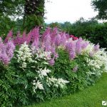 Цветущее разнообразие астильбы