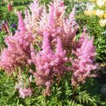 Цветущее разнообразие астильбы