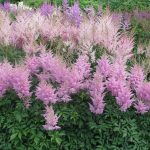 Цветущее разнообразие астильбы