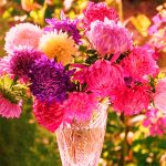 Выращивание астры на садовом участке