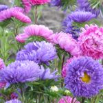 Выращивание астры на садовом участке