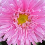 Выращивание астры на садовом участке