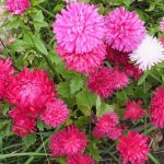 Выращивание астры на садовом участке