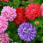 Выращивание астры на садовом участке