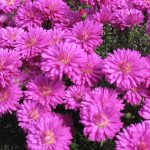 Выращивание астры на садовом участке