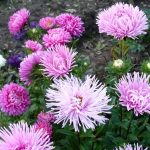 Выращивание астры на садовом участке