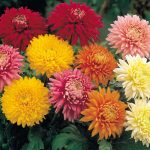 Выращивание астры на садовом участке