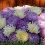 Выращивание астры на садовом участке