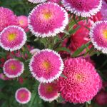 Выращивание астры на садовом участке