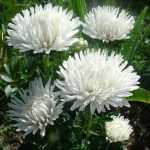 Выращивание астры на садовом участке